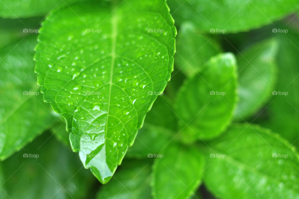 Green Leaves with water drop