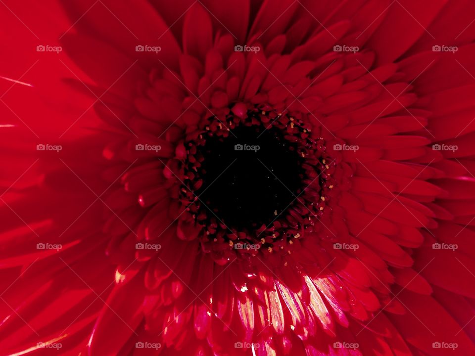 Red color story. Gerbera