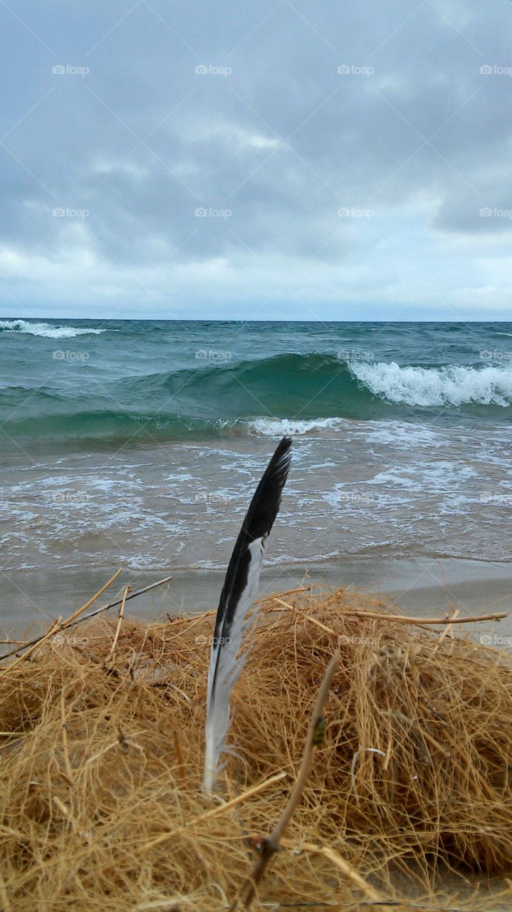 Feather finds on the Lake shore