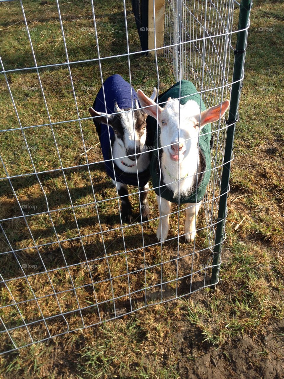 Goats in Coats