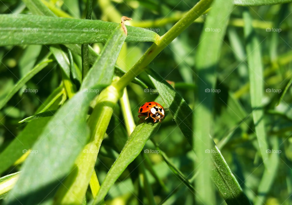 Red ladybug on leaf