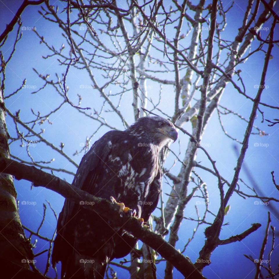 This Juvenile Bald Eagle was eating a duck up in a tree when we first came upon it.  Taken at the Smith Bybee wetlands in Portland Oregon.