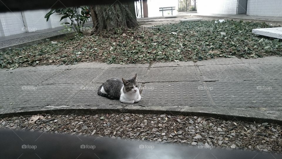 Kitten 🐱. Friends around the University