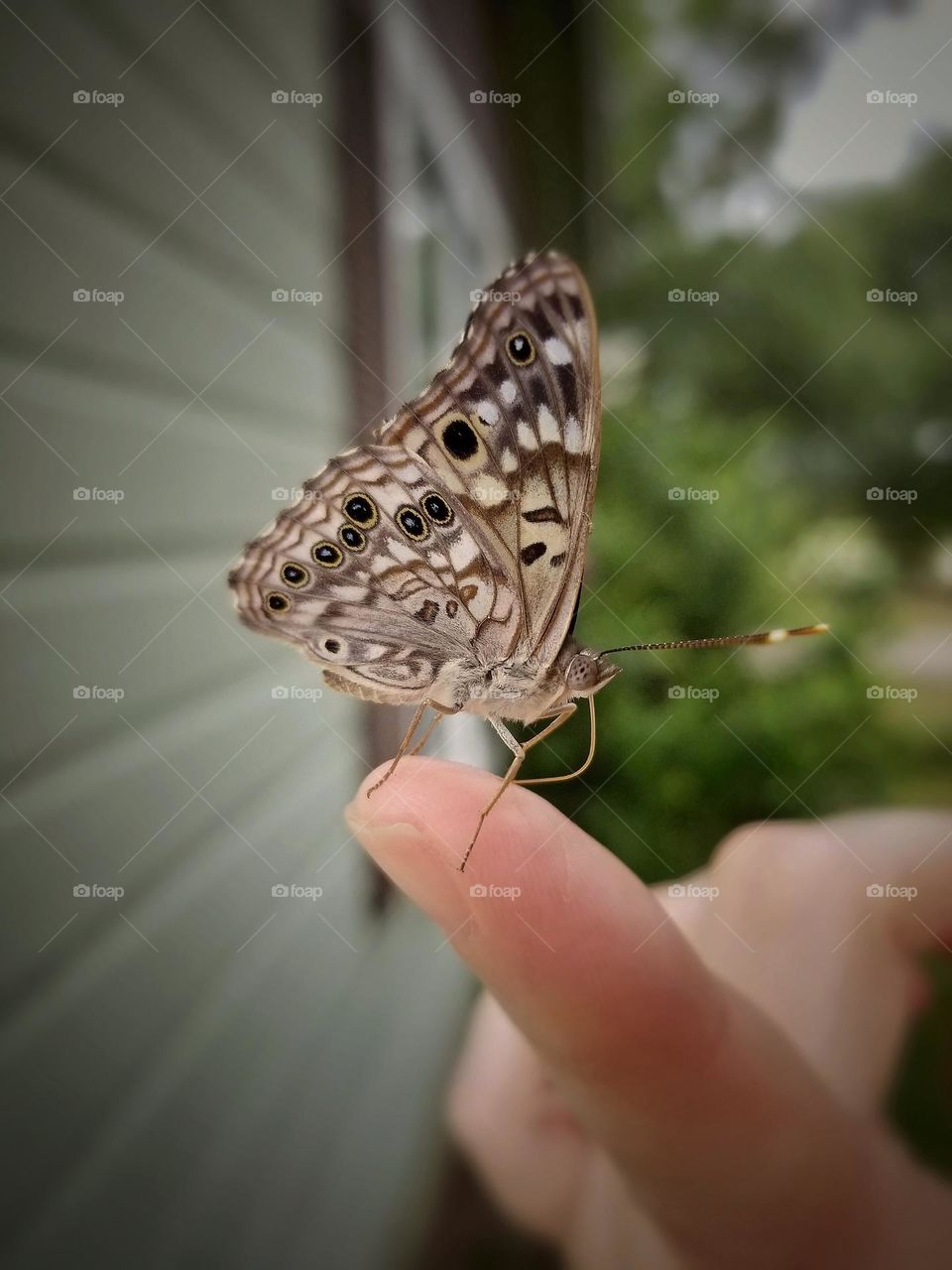 Hackberry Butterfly on a Woman's Finger in Urban Nature