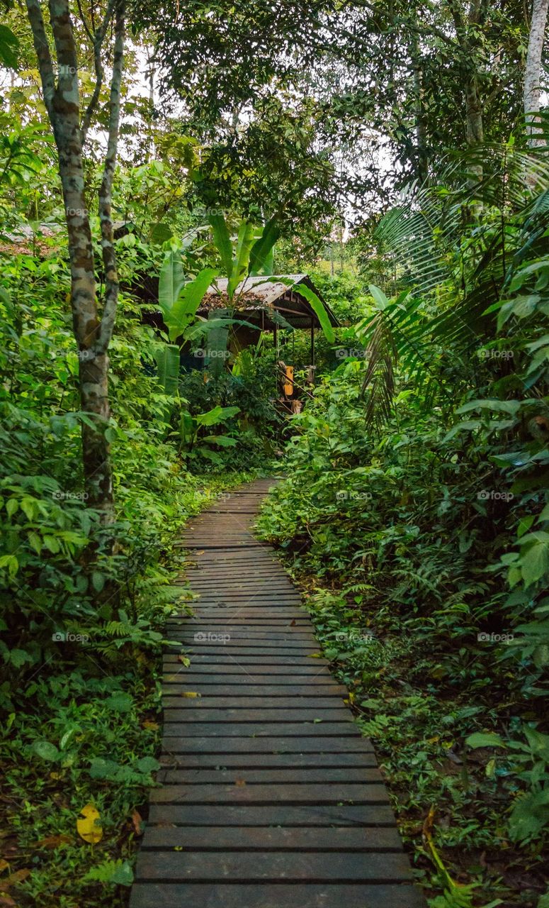 Boardwalk in forest