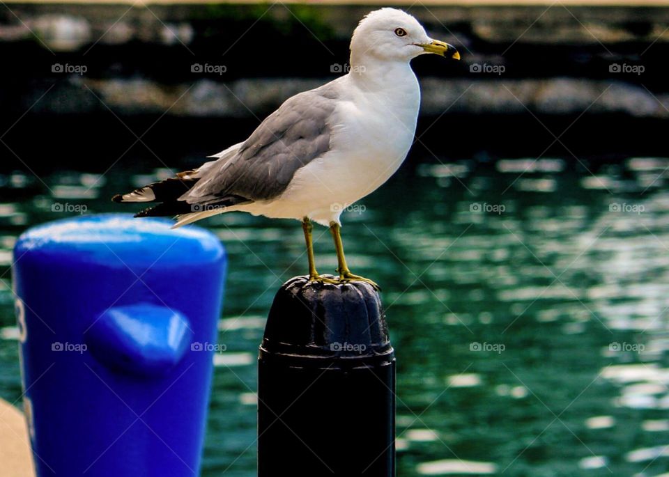 Lake Michigan Gull