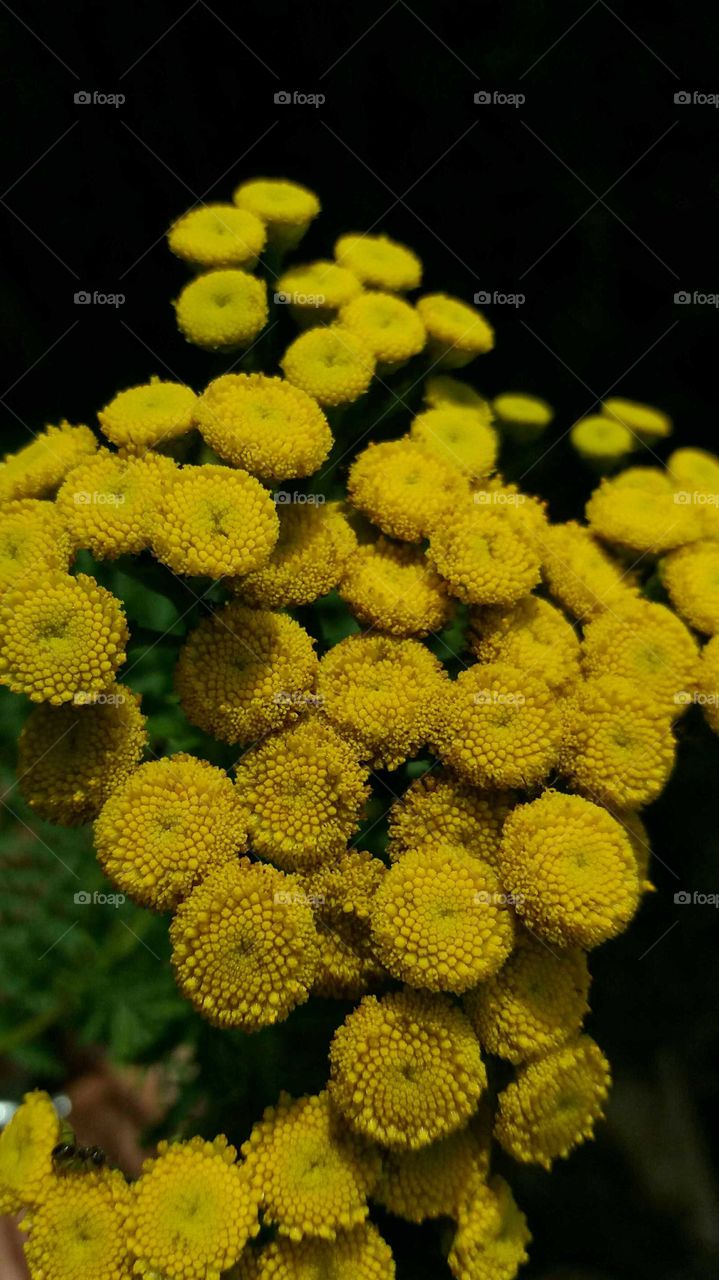 wild yellow