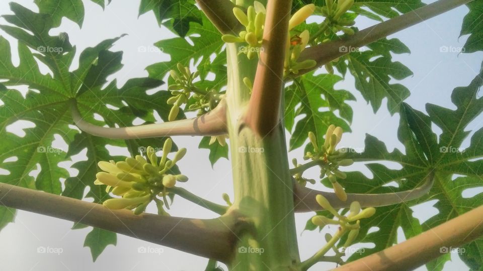 a beautiful flowers in the Papaya tree.