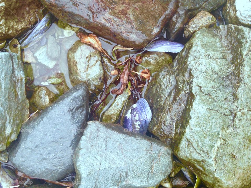Mussel shells in rocks 