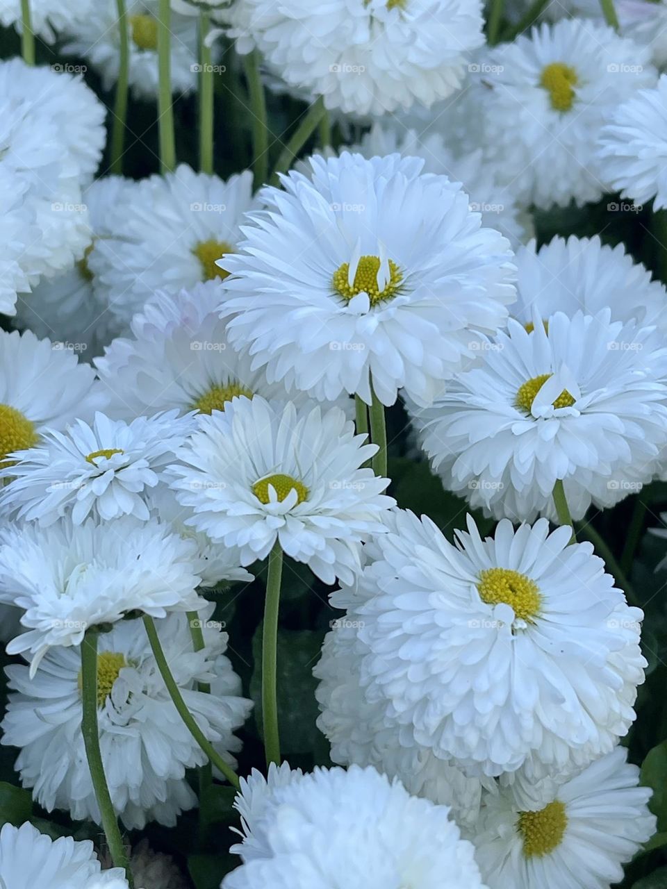 Close up of white daisies in a spring meadow