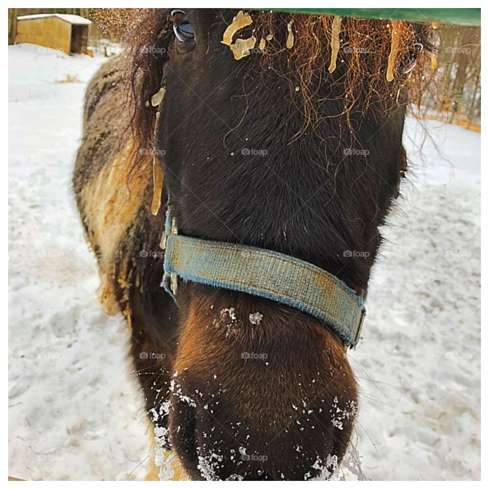A horse in the snow of course. So cold he’s even got icicles hanging off his nose.