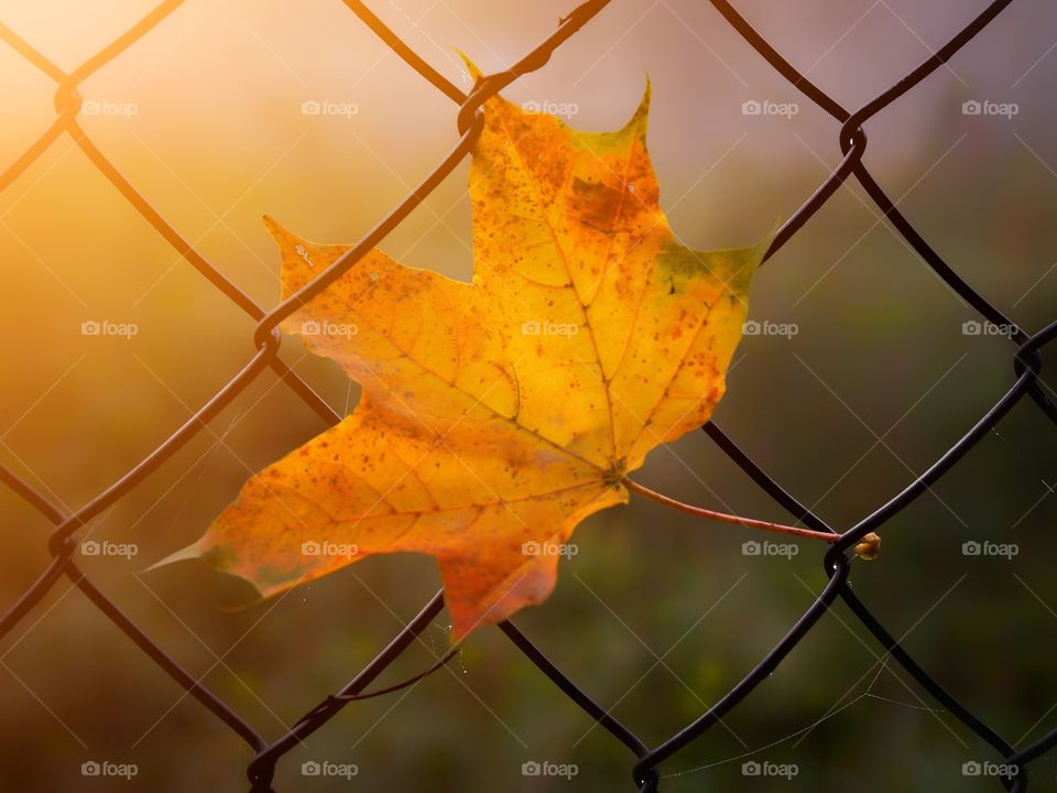 Autumn leaf