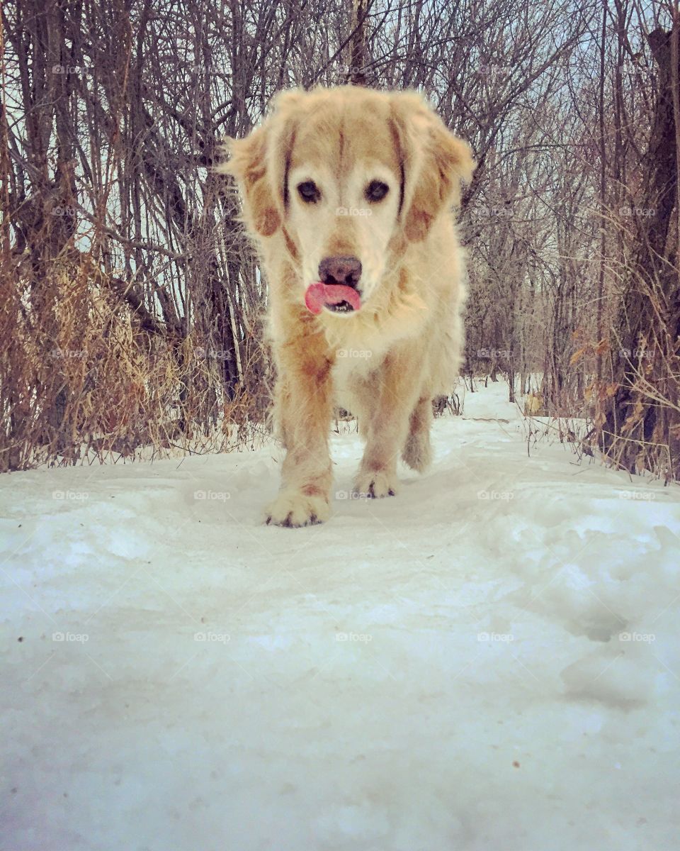 Winter hikes with your dog