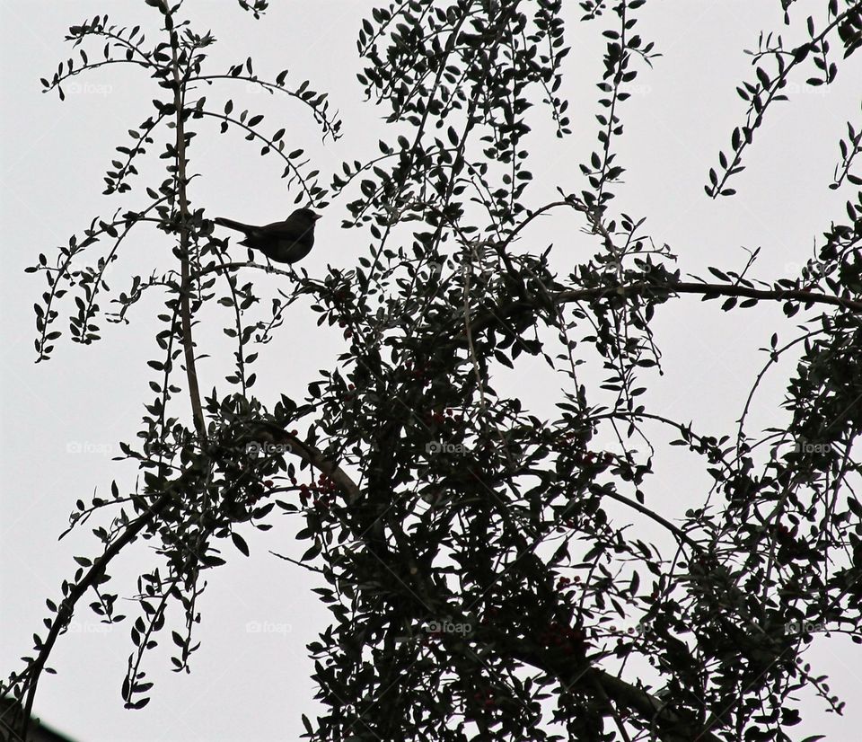 silhouette of a bird in a willow tree