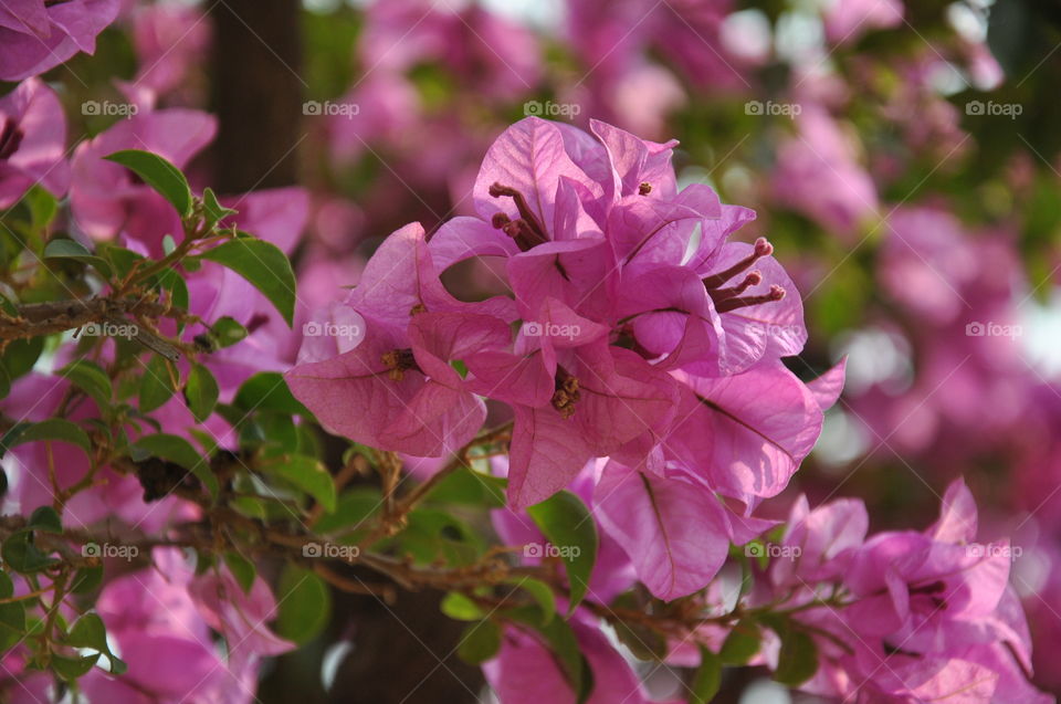 Bougainvillea