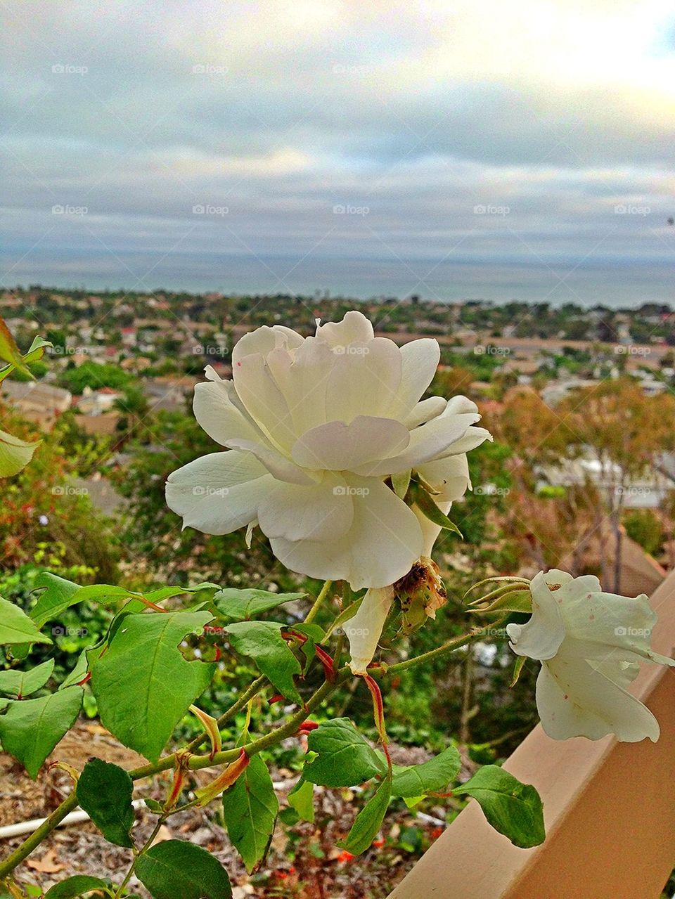 landscape ocean sky green by itsAus