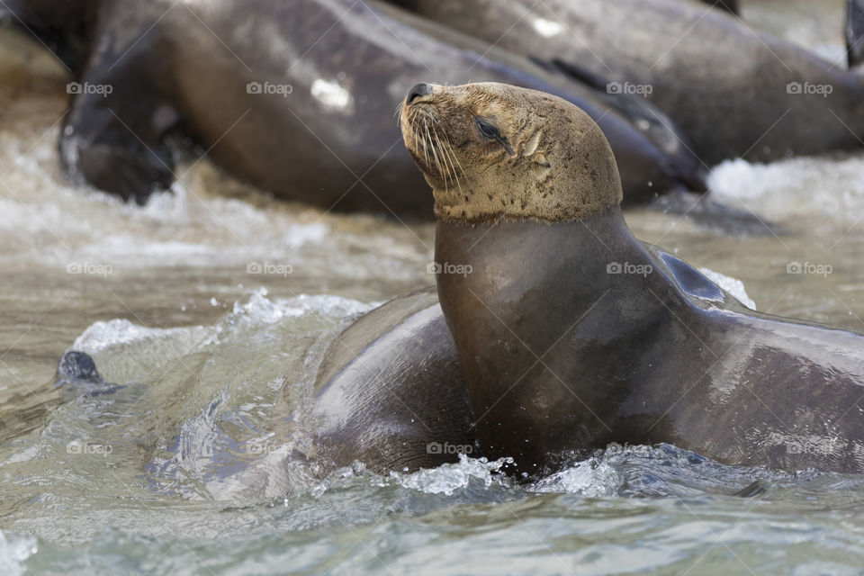 Baby sea Lion in water
