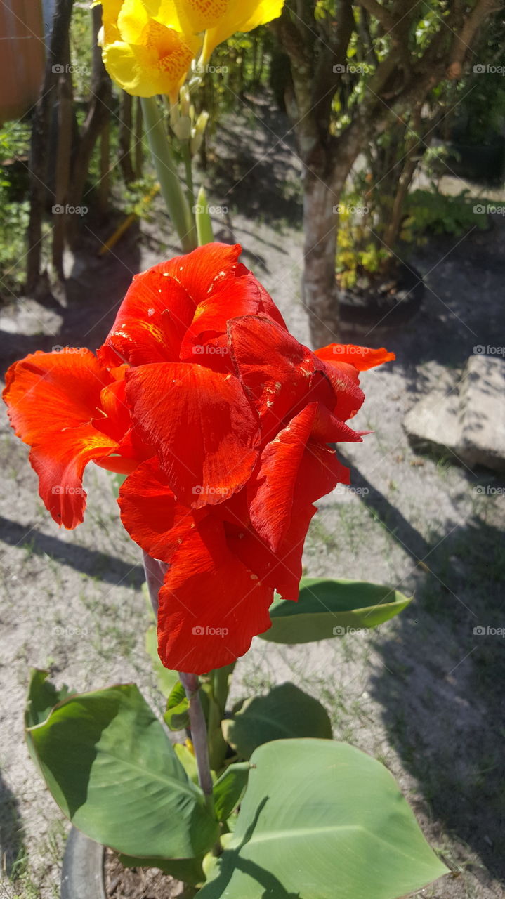 flor de bananeira vermelha