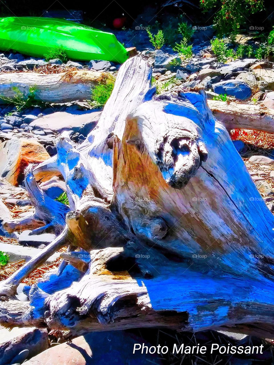 Maine driftwood