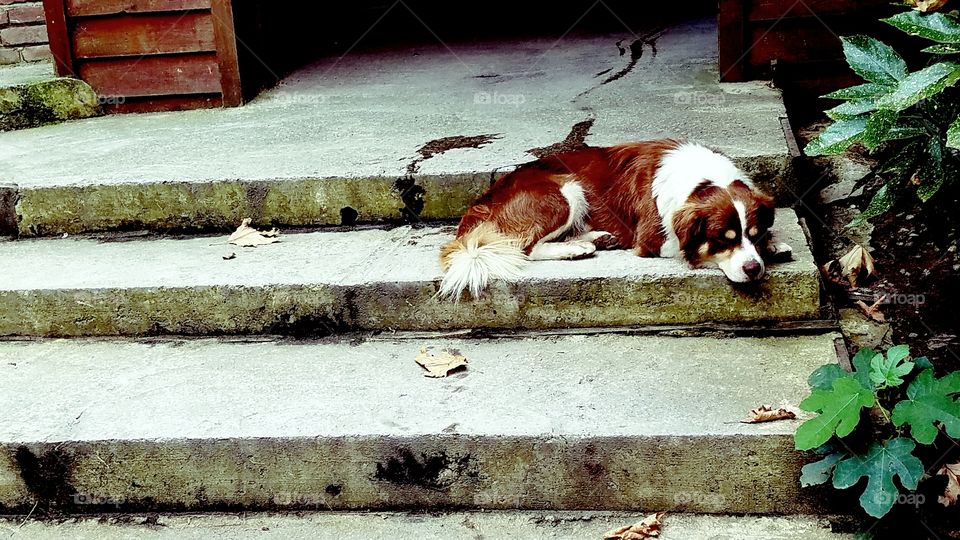 a dog sleeping on the stairs of a mountain village called Maşukiye in Turkey