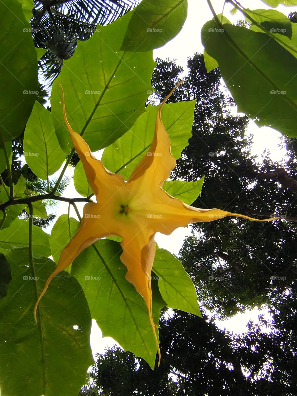 Datura flower