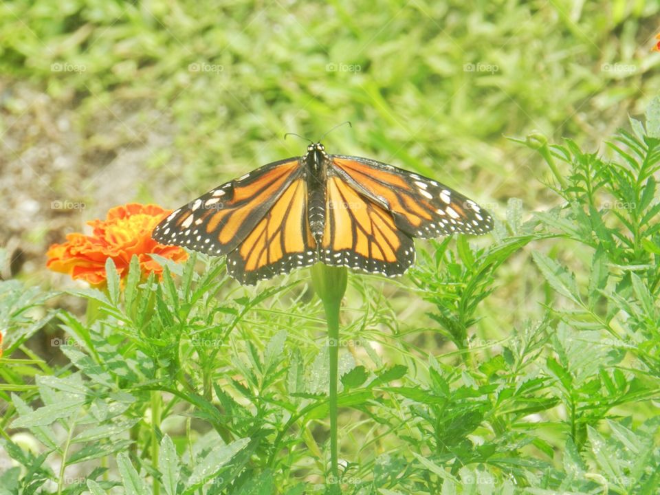 Butterfly, Nature, Insect, Summer, No Person