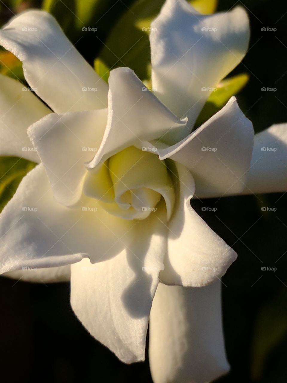 pure cape jasmine