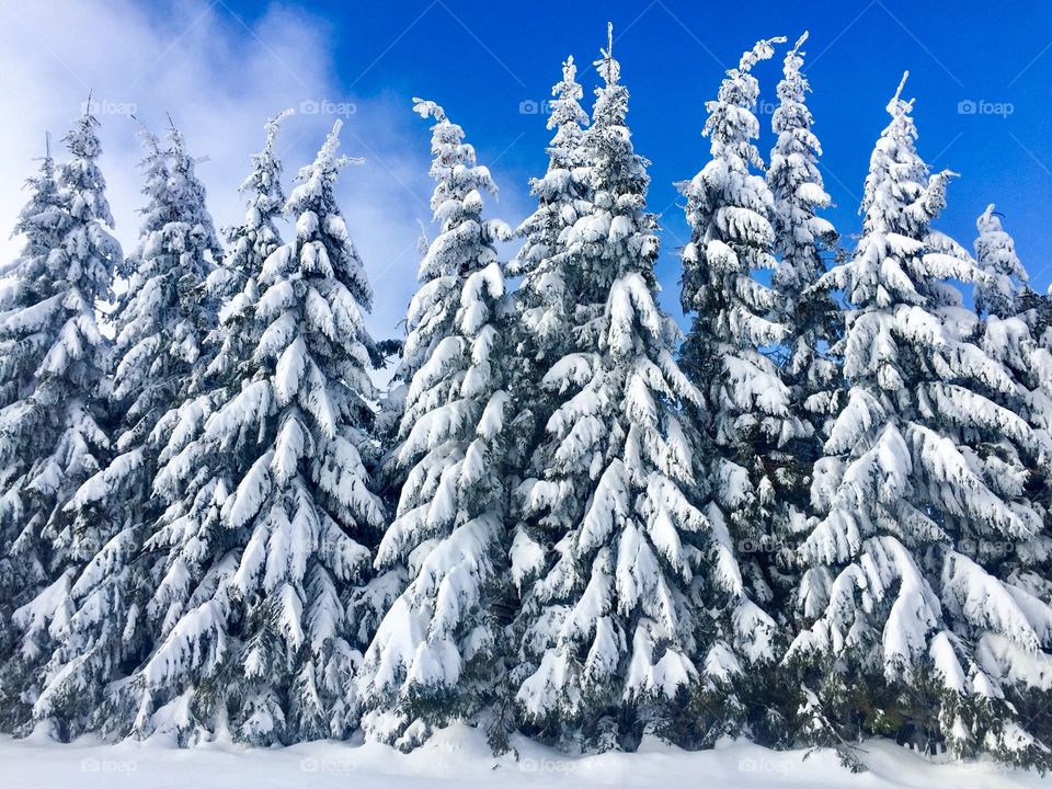 Conifers covered in snow on a bright sunny day