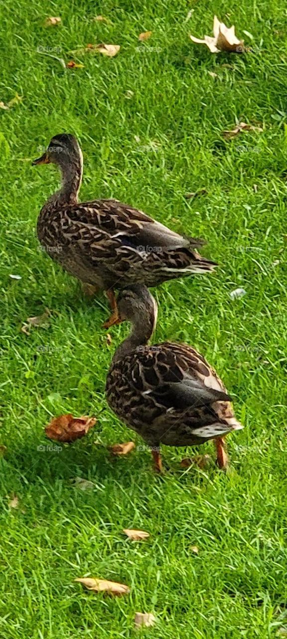 Ducks