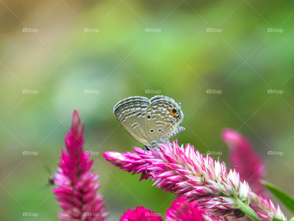pink flowers and butterfly