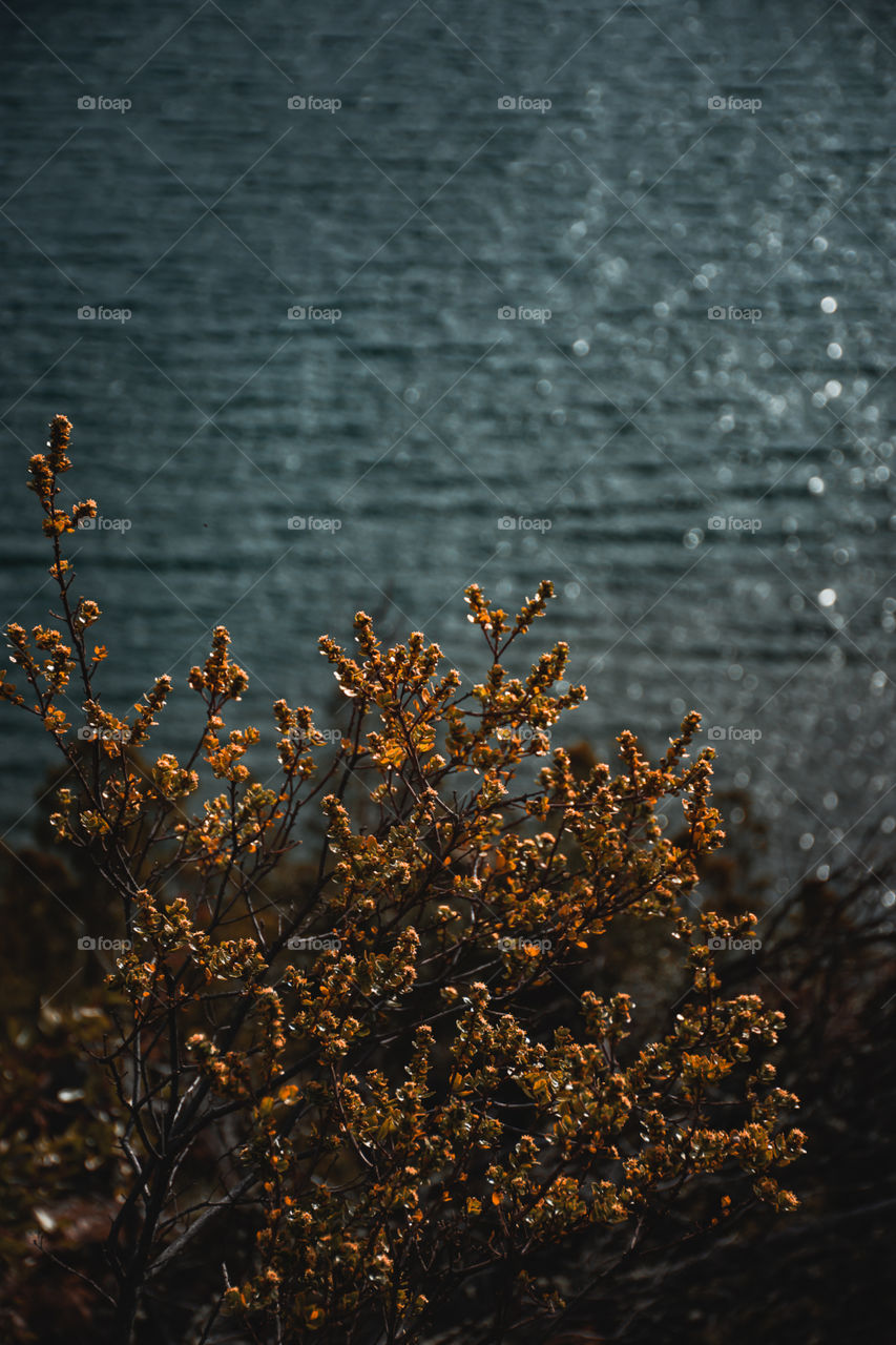 Parque Nacional Lago Puelo 
Detalles de la Naturaleza 
Instagram @pamroblesspace