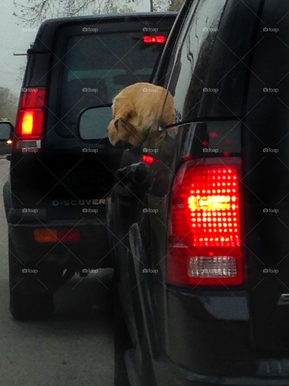 Driving with the wind. Pet