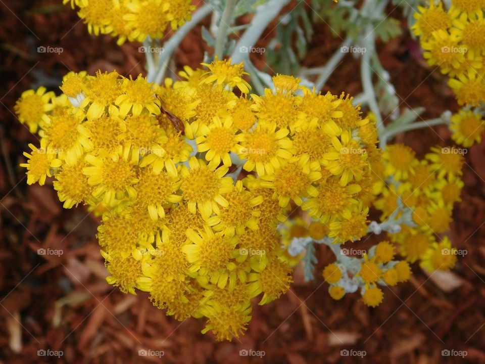 Yellow Flowers in Spring
