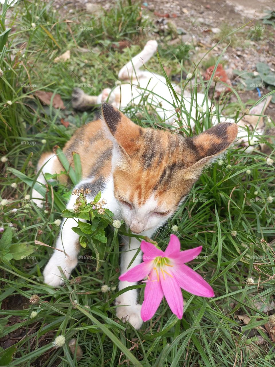 Cute kitten playing in the grass