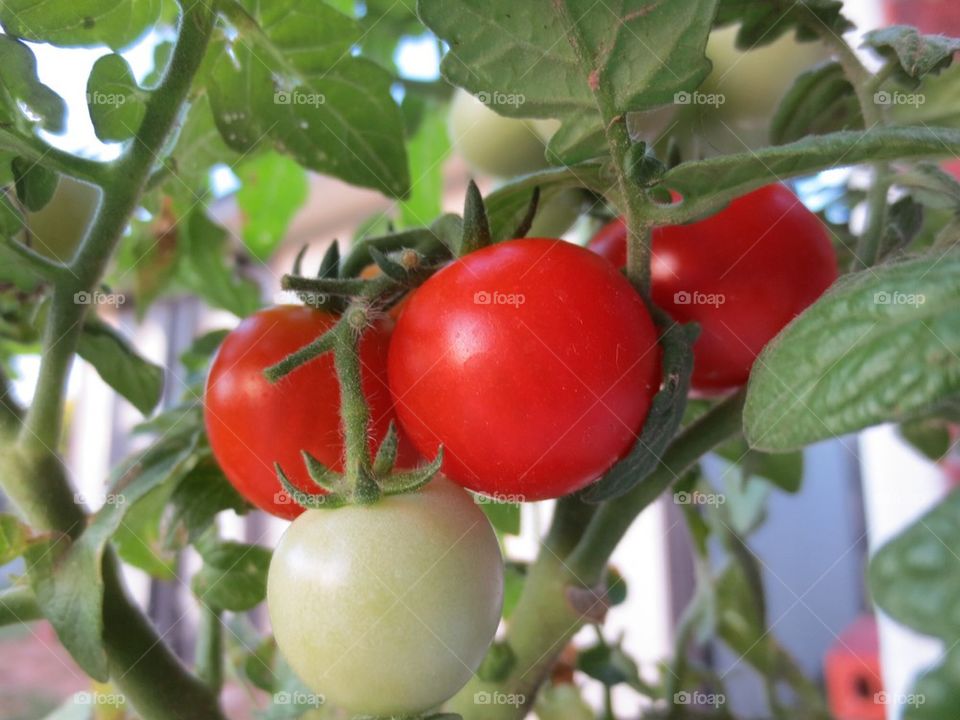 Tomatoes 