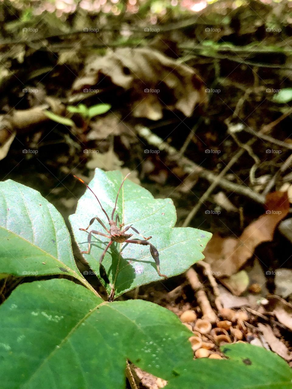 Insect of green leaf in bright sunlight 