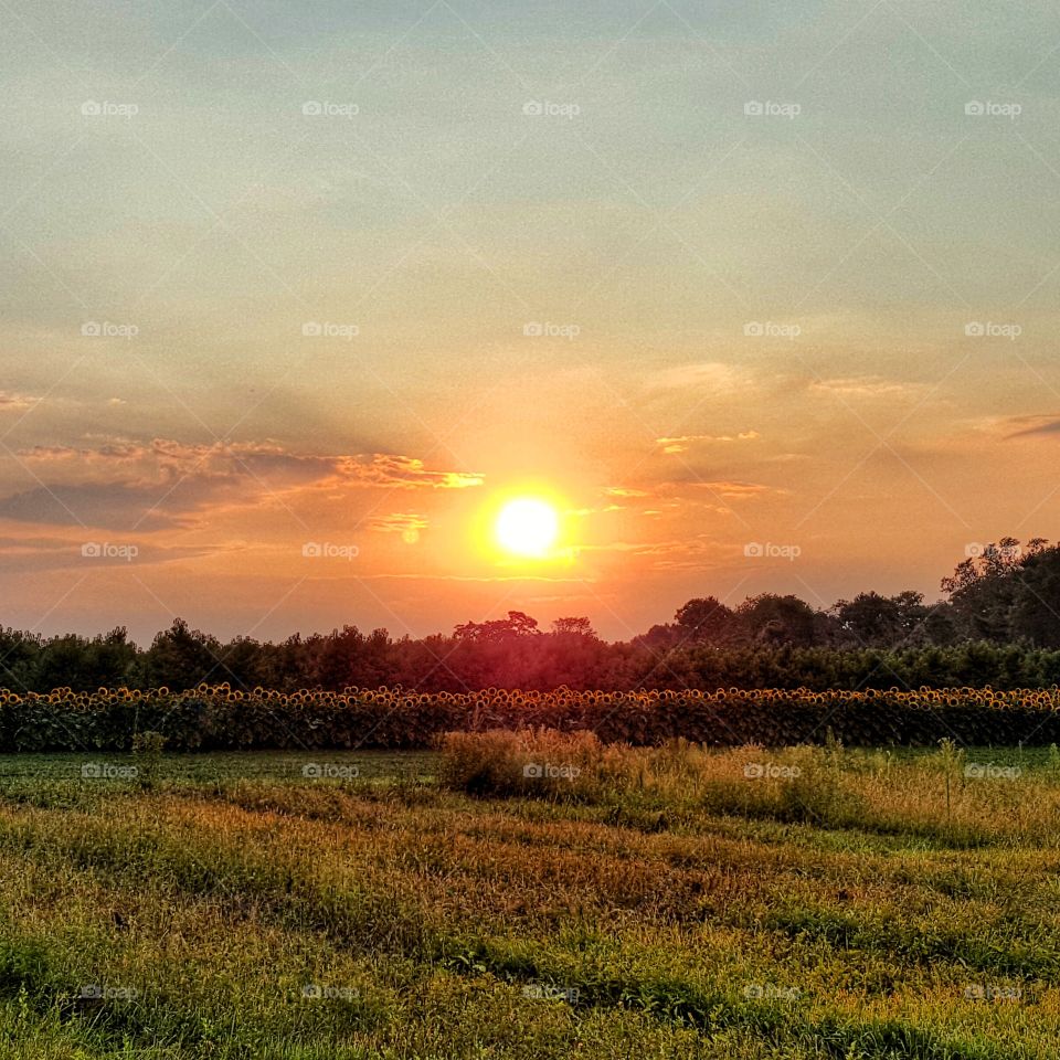 Bed of Sunflowers . Field of sunflowers at sunset 