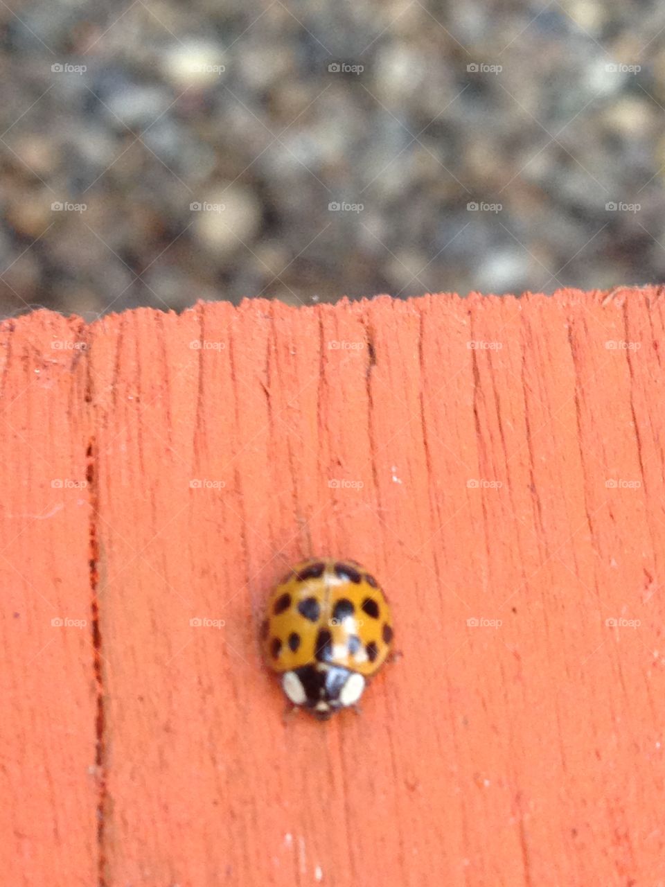 No Person, Ladybug, Little, Insect, Nature