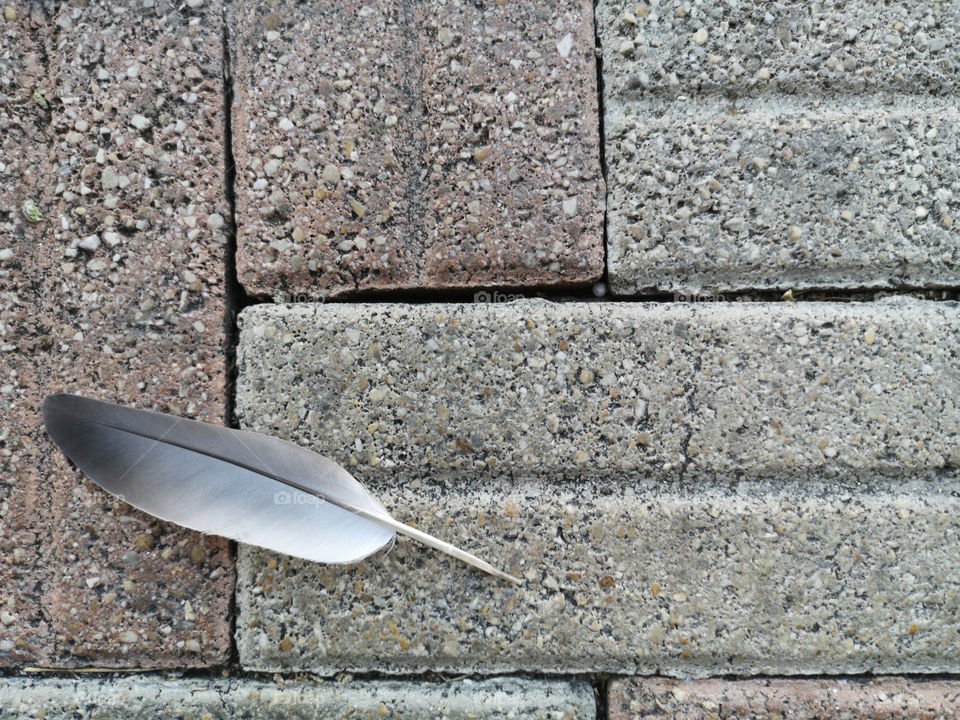 Pigeon feather on the pavement