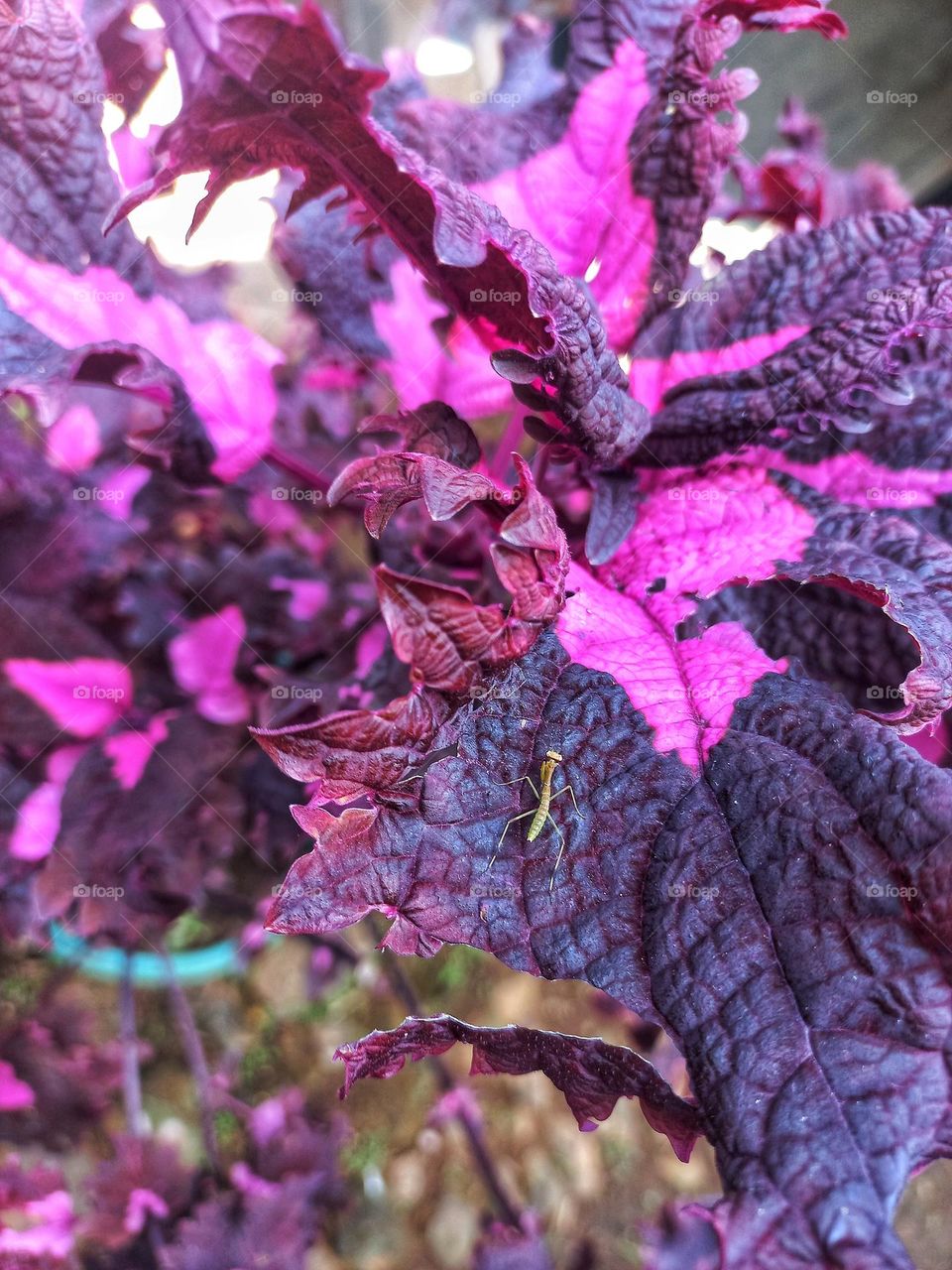 The miana plant is an ornamental plant with the physical characteristics of leaves that vary in color and are abundant in nature