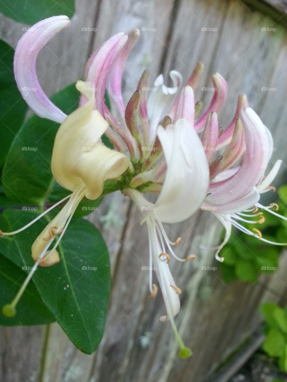 honeysuckle