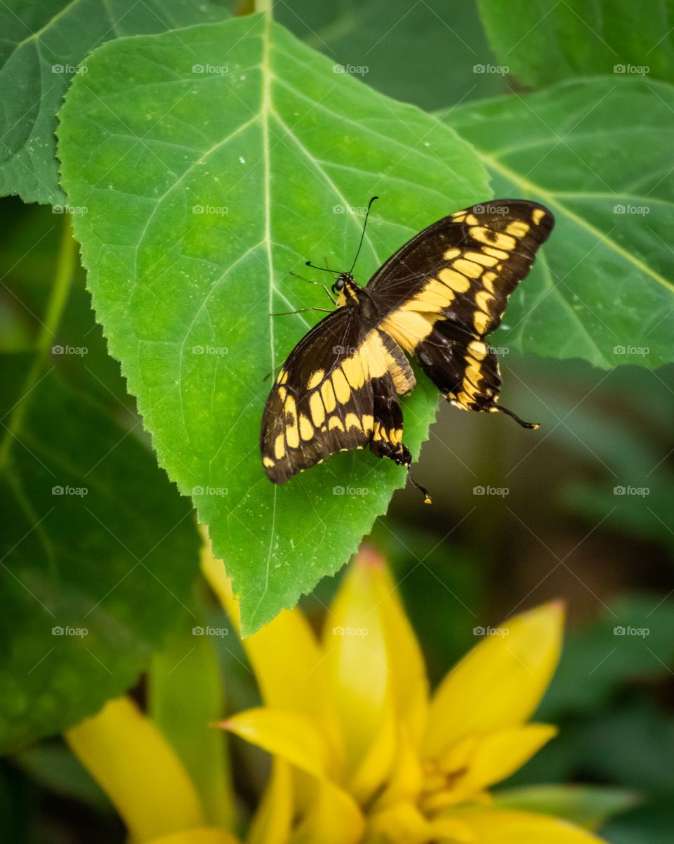 Yellow butterfly 
