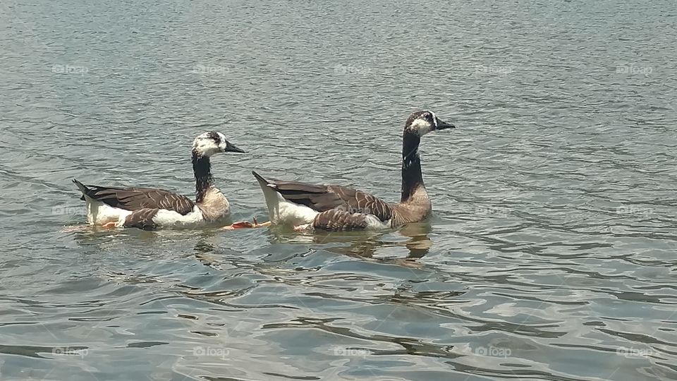 Bird, Duck, Water, Goose, No Person
