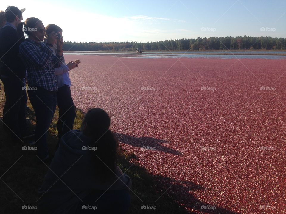 People checking out a cranberry boing in the  Pine Barrens