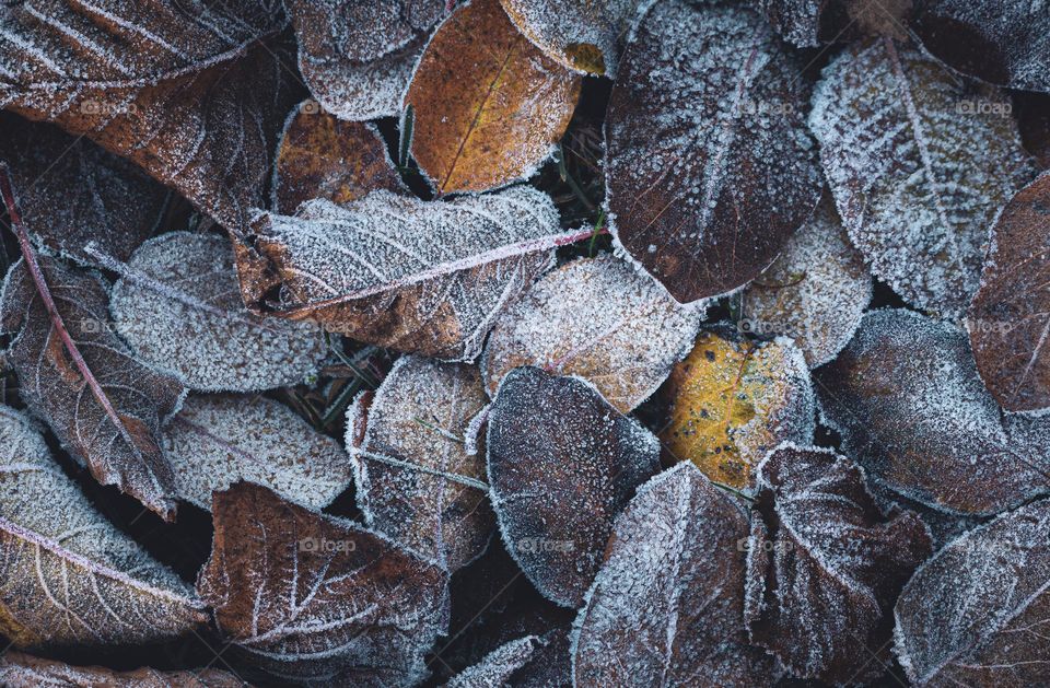 Frosty fallen leaves