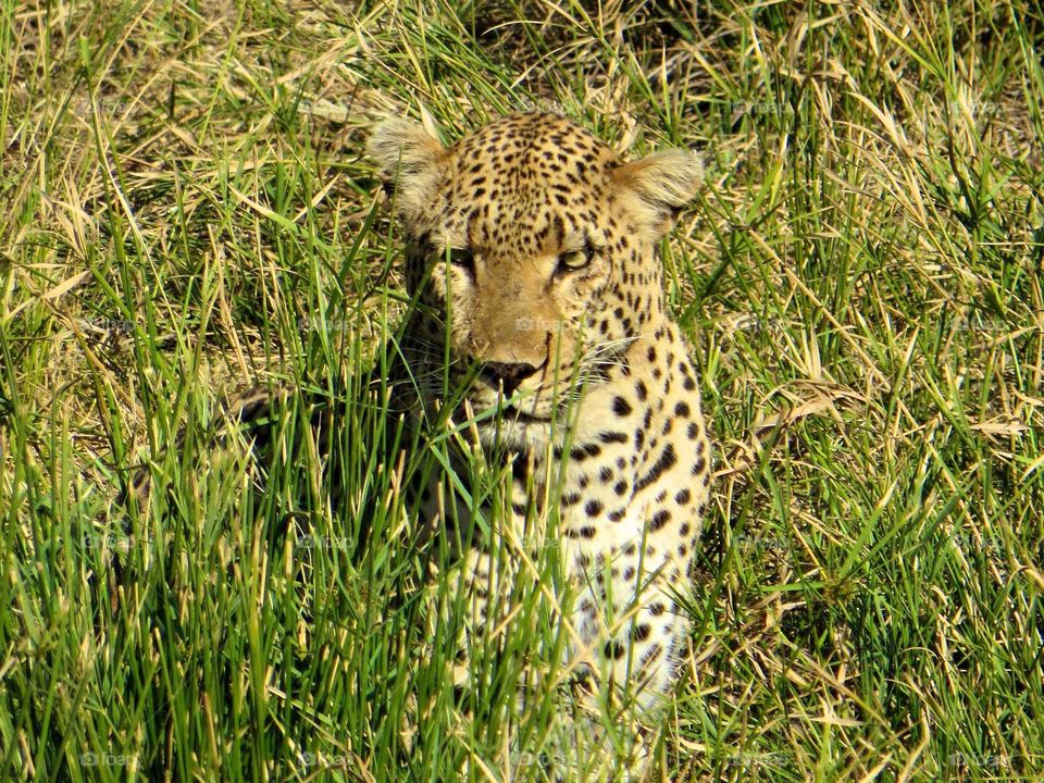 A leopard peeks through the grass and misses nothing in Kruger National Park