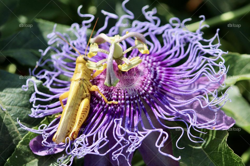 Grasshopper on passion vine