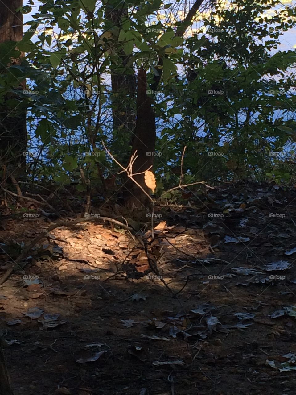 Tree with one dry brown leaf