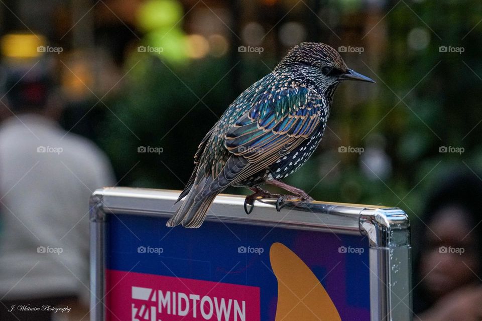 A European Starling wears exotic coloration of teal, black and gray with polka dots scattered around
