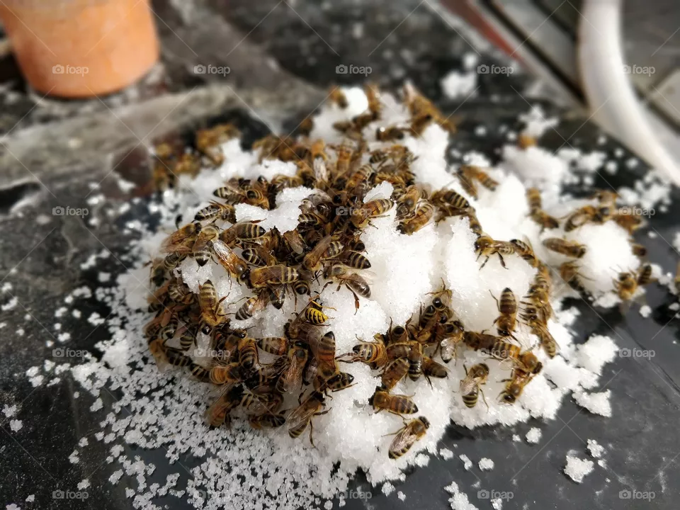 bees, bee, wesp, sugar, swarm